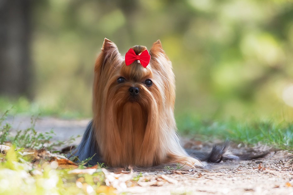 NAVY BLUE IDEAL — Labaza DogPedigree YorkshireTerrier